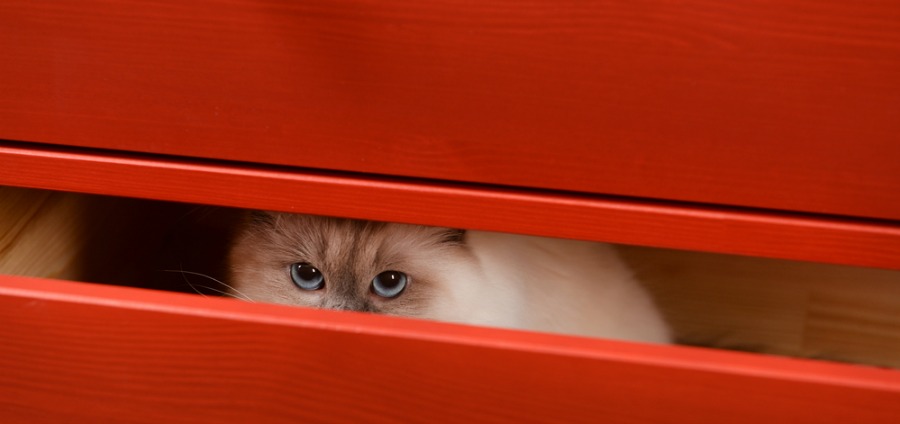 Hidden Cat in Drawer